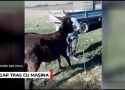 Caz șocant în Mehedinți, un măgar a fost legat și tras după maşină