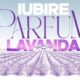 Iubire cu parfum de lavanda antena 1